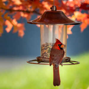🦜🏠 Duqaa’s bird houses provide a beautiful and functional way to support garden birds.